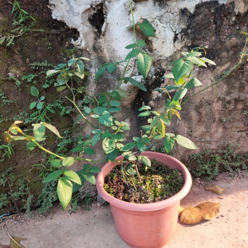 Hoa hồng Vân Khôi, Đào cổ