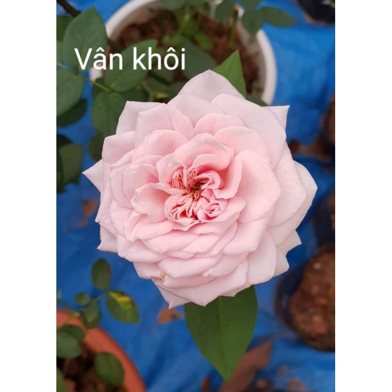 Hoa hồng Vân Khôi, Đào cổ