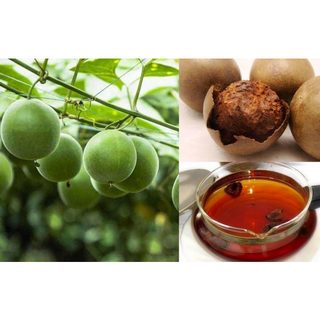 Hạt giống cây la hán quả - 1 gói 5 hạt