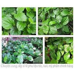 Hạt giống cây lá lốt - 1 gói 10 hạt