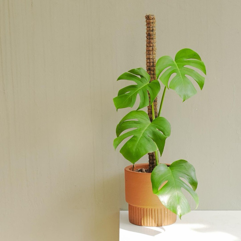Trầu bà Nam Mỹ lá xẻ thân leo (monstera borsi)