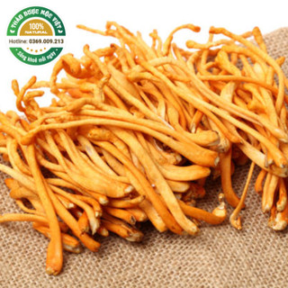 Đông trùng hạ thảo 1kg sấy khô sợi to ngon hàng cao cấp bồi bổ cơ thể