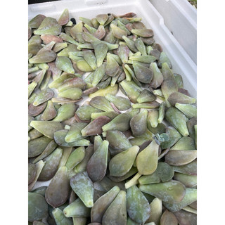 10 lá sen đá HỒNG MẬP (Siêu rẻ)
