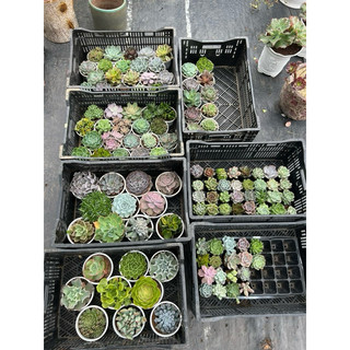 10 lá sen đá HỒNG MẬP (Siêu rẻ)