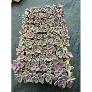10 lá sen đá HỒNG MẬP (Siêu rẻ)