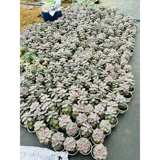 10 lá sen đá HỒNG MẬP (Siêu rẻ)