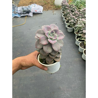 10 lá sen đá HỒNG MẬP (Siêu rẻ)