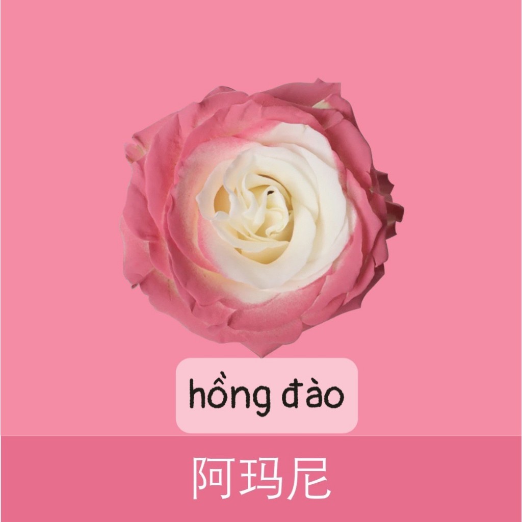 Sơn Xịt Tạo Màu Cho Hoa Tươi Lâu Hơn,Mùi thơm nhẹ Dung Tích 450ml