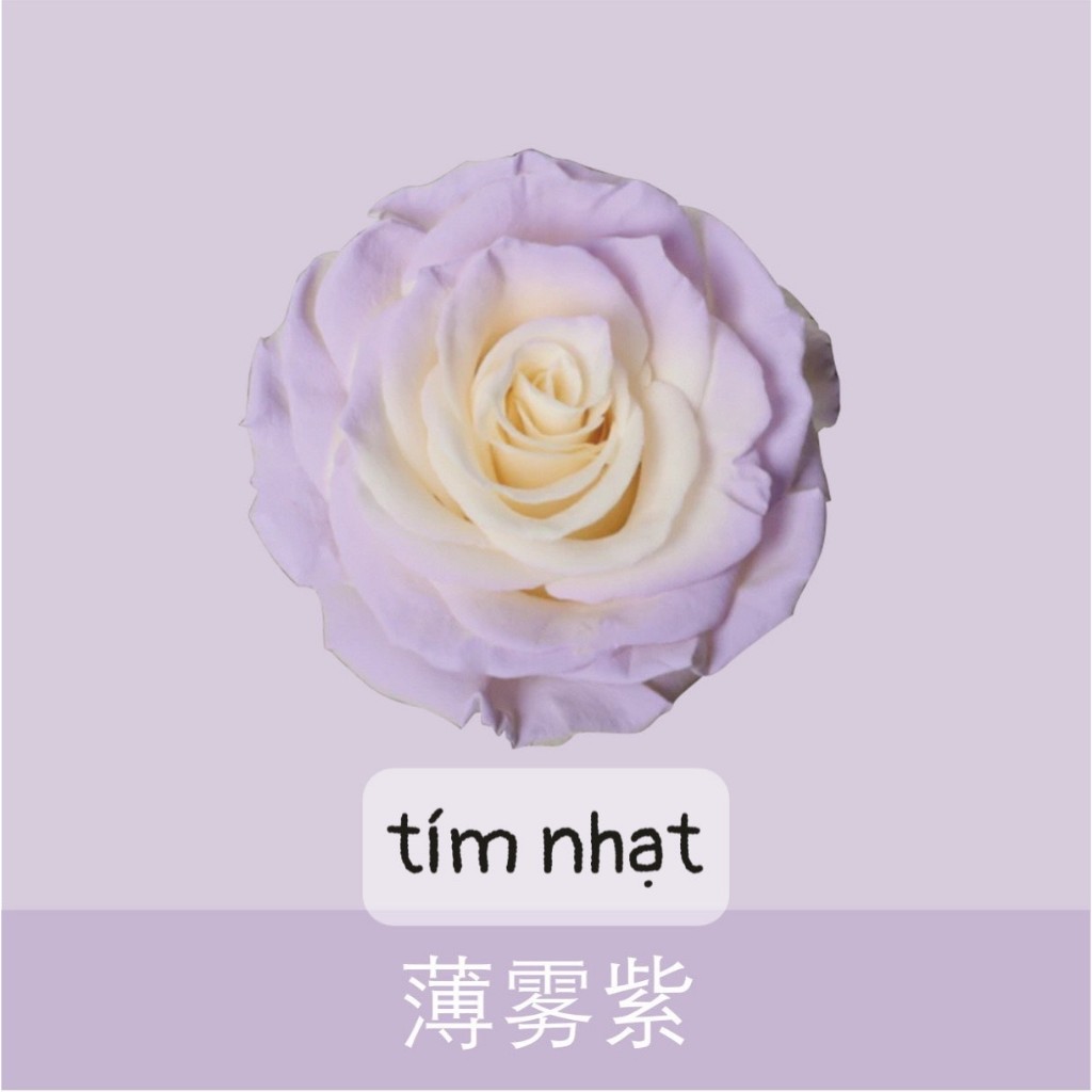 Sơn Xịt Tạo Màu Cho Hoa Tươi Lâu Hơn,Mùi thơm nhẹ Dung Tích 450ml