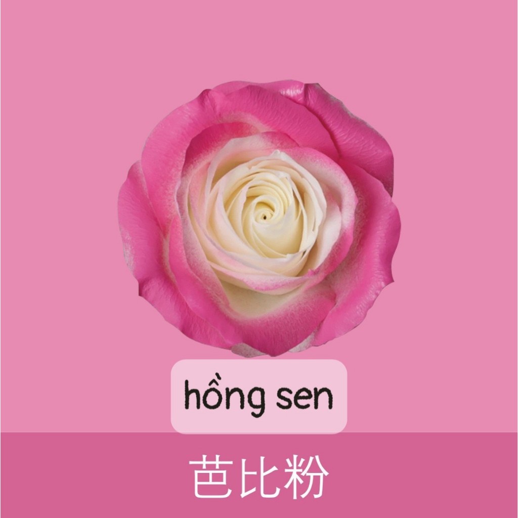 Sơn Xịt Tạo Màu Cho Hoa Tươi Lâu Hơn,Mùi thơm nhẹ Dung Tích 450ml