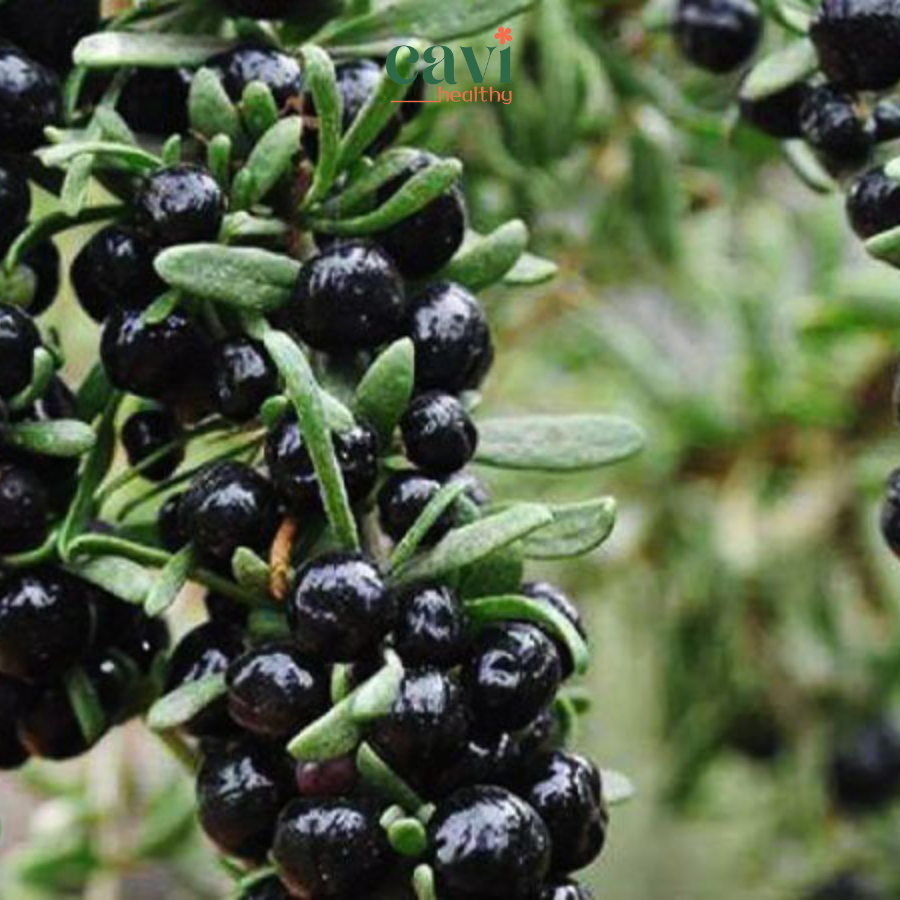 Hắc Kỷ Tử  Tây Tạng 100gr Sấy Khô Quả To Sáng Mắt Đẹp Da Chống Lão Hóa