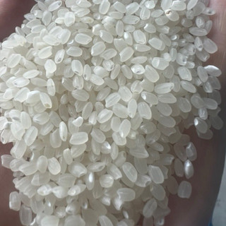 Bao 10kg gạo séng cù Mường Khương hạt tròn
