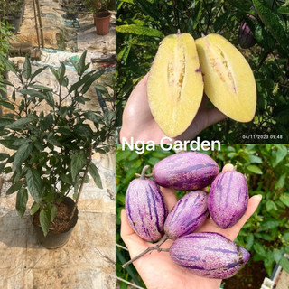 Cây dưa pepino dưa hấu nam mỹ cao 60-80 cm