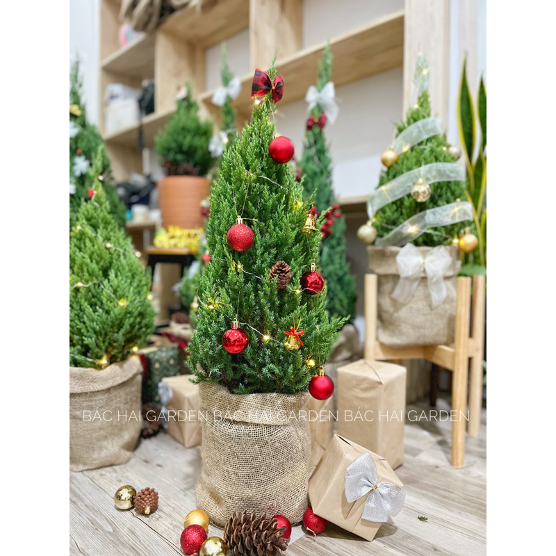 Tùng Sơn trang trí Noel 2023 size 70-80cm full phụ kiện kèm đèn led và túi bố