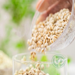 Hạt ý dĩ - Thảo dược Tấn Phát