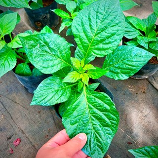 Cây ớt trung đoàn giống cay thơm