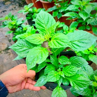 Cây ớt trung đoàn giống cay thơm