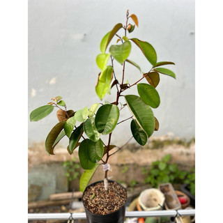 Vú sữa Mica chuẩn giống