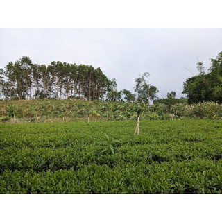 Chè búp Thái Nguyên 500g