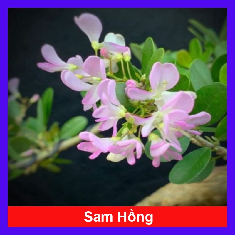 Cây linh sam màu hồng phấn, cây không kén đất, hoa quanh năm, cây cao 30-50cm