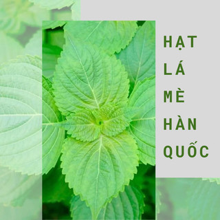 Hạt lá mè hàn quốc ăn thịt nướng