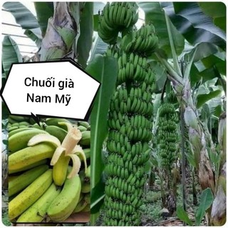3 cây chuối nam mỹ