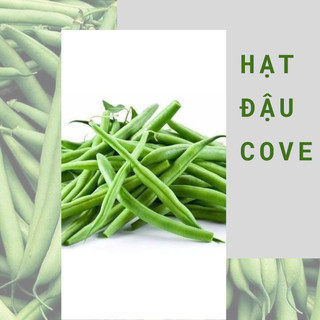 Hạt giống đậu cove leo và cove bụi