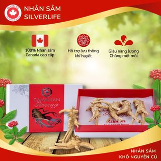 Nhân Sâm Canada SilverLife Nguyên Củ Premium | Nhân sâm Bắc Mỹ 5 tuổi loại to đặc biệt