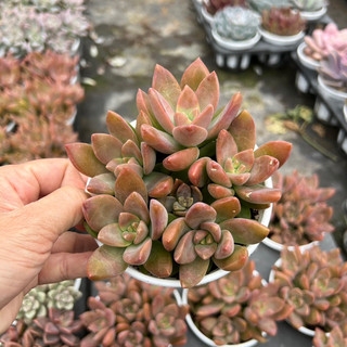 Cây sen đá đá đỏ size trung bình 6-8cm, cây cảnh trang trí nhà cửa thuanphat garden
