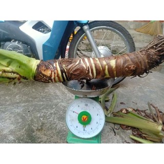củ ráy (củ bạc hà núi) 1kg