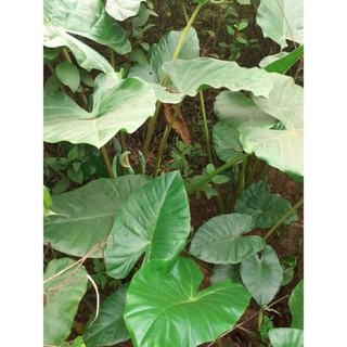 củ ráy (củ bạc hà núi) 1kg