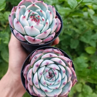 Sale 50% - Sen đá bánh bao lửa size to.