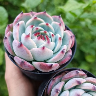 Sale 50% - Sen đá bánh bao lửa size to.