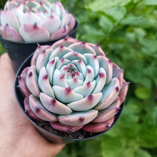 Sale 50% - sen đá bánh bao lửa size to.