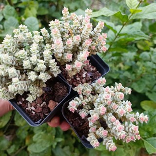 New Sale -Sen Đá Xiên Thịt Var.