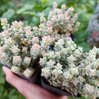 New sale -sen đá xiên thịt var.