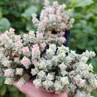 New Sale -Sen Đá Xiên Thịt Var.
