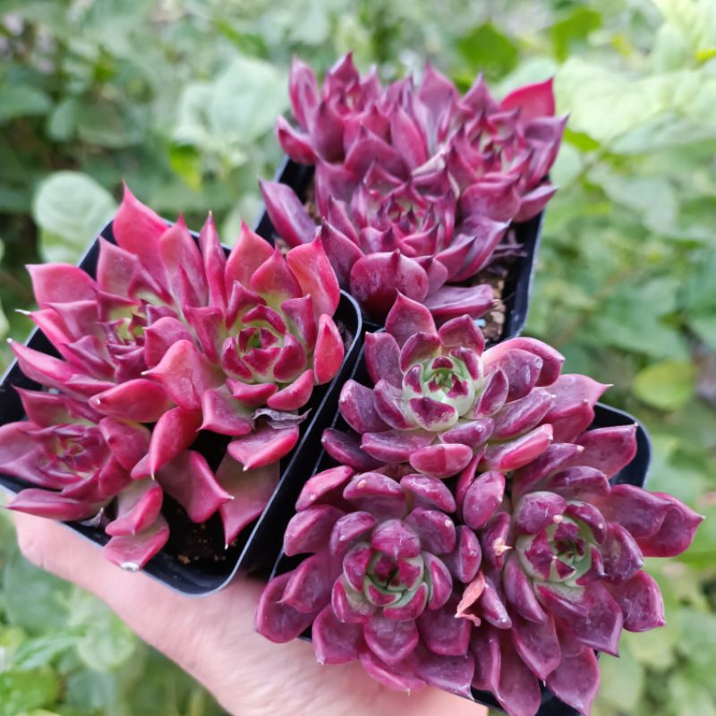 Cực Đẹp+ Sen Đá Đế Pha Lê Siêu Đỏ😍