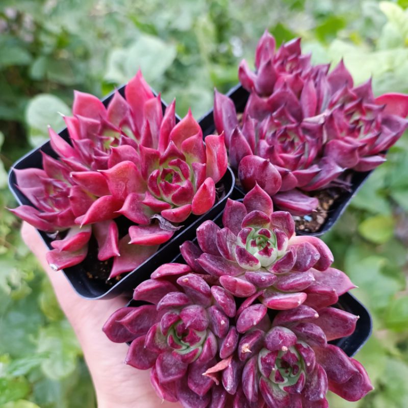 Cực Đẹp+ Sen Đá Đế Pha Lê Siêu Đỏ😍