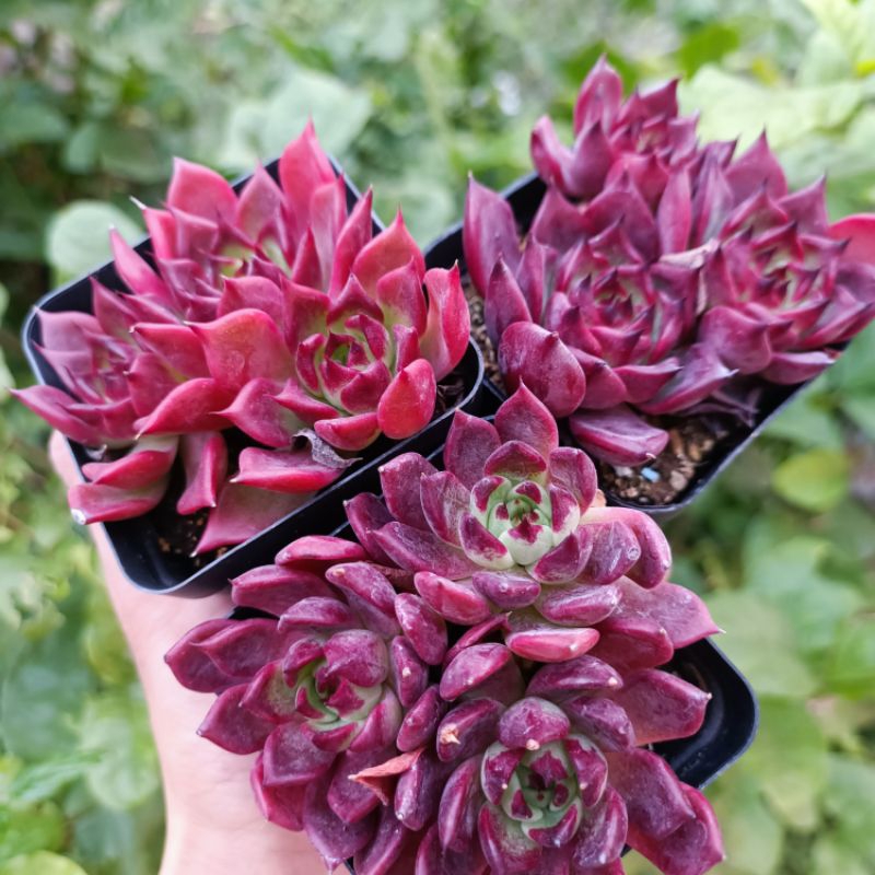 Cực Đẹp+ Sen Đá Đế Pha Lê Siêu Đỏ😍