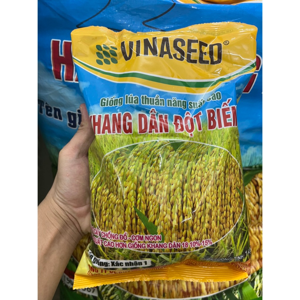 Giống lúa khang dân đột biến trung ương chính hãng