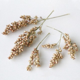 Hoa lúa miến khô dùng trang trí nến handmade, resin