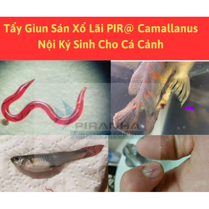 Sản phẩm tẩy giun (lãi )cá cảnh