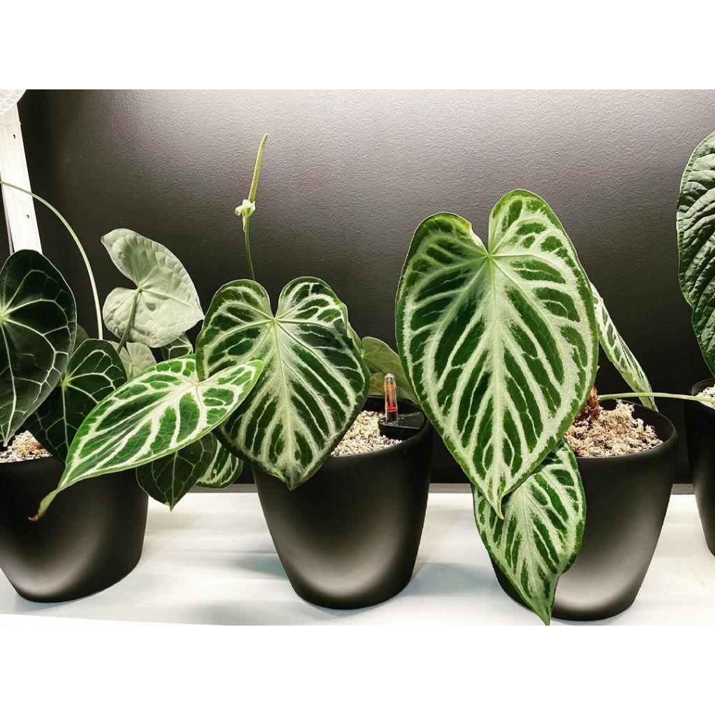 Cây Anthurium Crystallinum Hope ✨ FREESHIP ✨ Hồng Môn Pha Lê - Anthurium Crystallinum Silver Hope