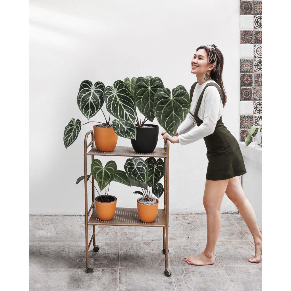 Cây Anthurium Crystallinum Hope ✨ FREESHIP ✨ Hồng Môn Pha Lê - Anthurium Crystallinum Silver Hope