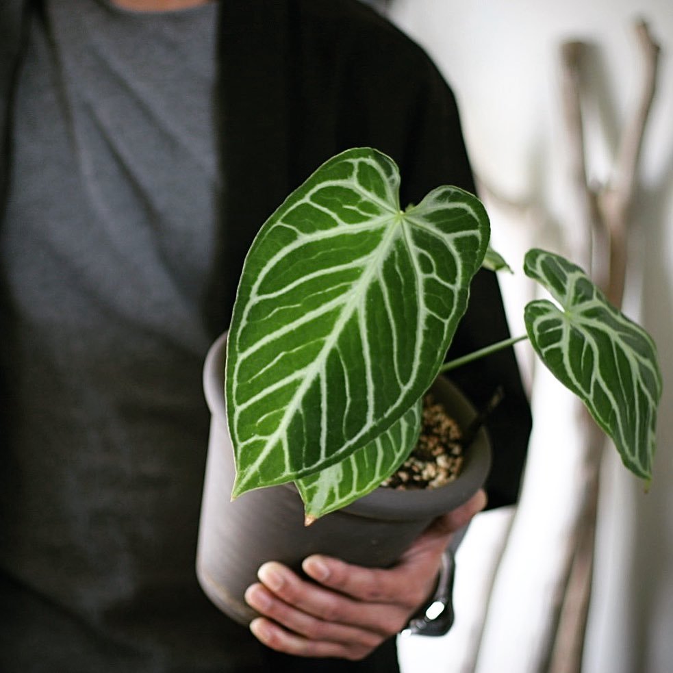 Cây Anthurium Crystallinum Hope ✨ FREESHIP ✨ Hồng Môn Pha Lê - Anthurium Crystallinum Silver Hope