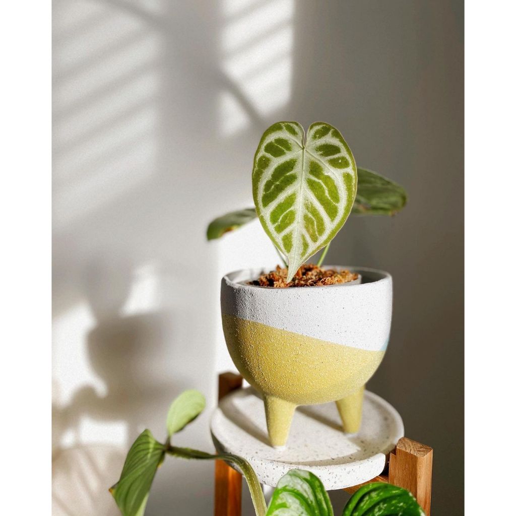 Cây Anthurium Crystallinum Hope ✨ FREESHIP ✨ Hồng Môn Pha Lê - Anthurium Crystallinum Silver Hope