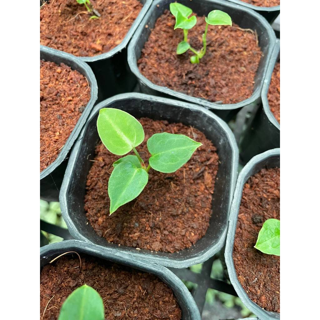 Cây Anthurium Crystallinum Hope ✨ FREESHIP ✨ Hồng Môn Pha Lê - Anthurium Crystallinum Silver Hope