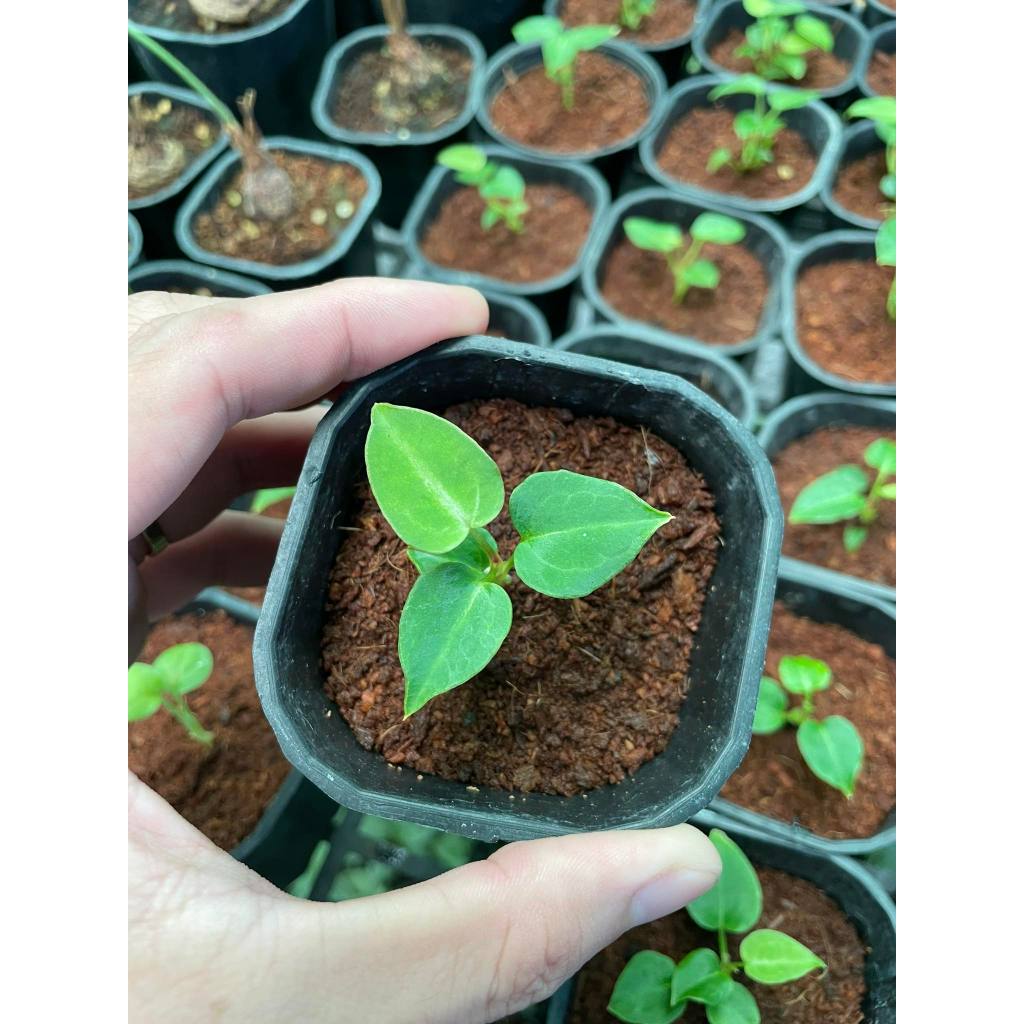 Cây Anthurium Crystallinum Hope ✨ FREESHIP ✨ Hồng Môn Pha Lê - Anthurium Crystallinum Silver Hope