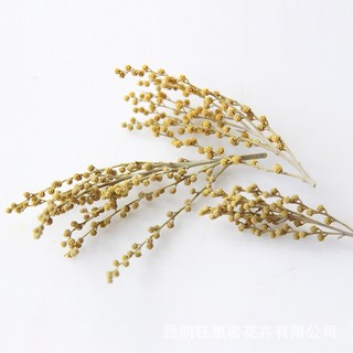 Nụ Mimosa khô dùng trong trang trí nến, resin handmade